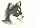/album/dog-drawing/%e3%82%b9%e3%82%ad%e3%83%a3%e3%83%b30006%20%283%29-jpg/